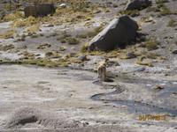 IMG_4026 Zu Besuch am El Tatio Geysir