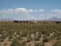 IMG_4115 Eine Lama Herde