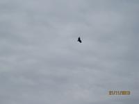 IMG_4400 Ein Kondor schwebt direkt über uns