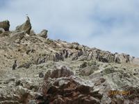IMG_4432 Vogelkolonie und Seelöwen vor Paracas