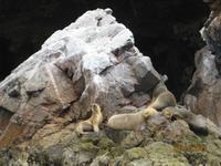 IMG_4433 Vogelkolonie und Seelöwen vor Paracas