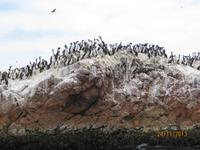IMG_4434 Vogelkolonie und Seelöwen vor Paracas