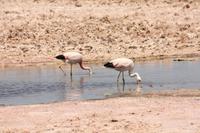 Flamingos am Salar de Atacama