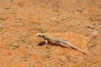 Echsen am Salar de Atacama