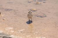 Vögel am Salar de Atacama