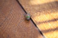 und Fliegen am Salar de Atacama