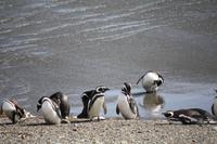 die Pinguine vom Seno Otway