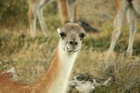 Lamas im Nationalpark Torres del Paine