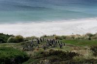 73_Falkland Inseln