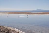 Chaxa-Lagune im Salzsee