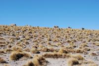 unterwegs im Hochland