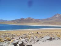 Lagune Miscanti im Andenhochland