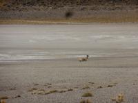 Lagune Miscanti im Andenhochland