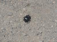 Käfer im Andenhochland