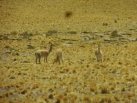 Vincunas im Andenhochland