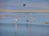 Flamingos bei Salar de Atacama