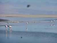 Flamingos bei Salar de Atacama