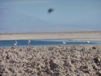 Flamingos bei Salar de Atacama