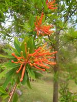 Wanderung zum Caburga-Wasserfälle 