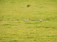 Wanderung zum Caburga-Wasserfälle 