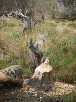 Im Feuerland-Nationalpark