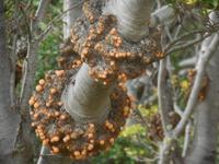 Ausflug zur Wulaia-Bucht