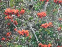 Feuerbaum auf der Osterinsel