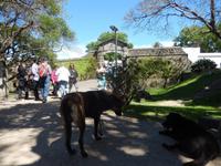 Hundeplage in Colonia