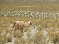 Lama auf dem Weg zu den Salzseen