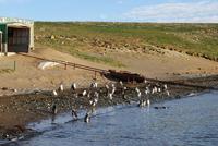 Magellan-Pinguine auf der Insel Magdalena