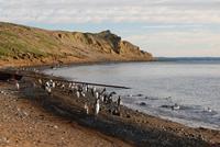 Magellan-Pinguine auf der Insel Magdalena