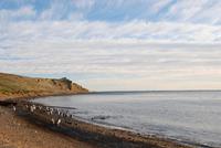 Magellan-Pinguine auf der Insel Magdalena