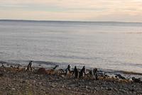 Magellan-Pinguine auf der Insel Magdalena