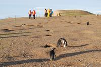 Magellan-Pinguine auf der Insel Magdalena
