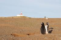 Magellan-Pinguine auf der Insel Magdalena