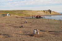 Magellan-Pinguine auf der Insel Magdalena