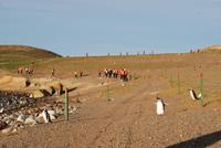 Magellan-Pinguine auf der Insel Magdalena