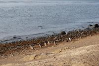 Magellan-Pinguine auf der Insel Magdalena