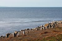 Magellan-Pinguine auf der Insel Magdalena