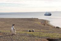 Magellan-Pinguine auf der Insel Magdalena