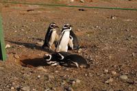 Magellan-Pinguine auf der Insel Magdalena