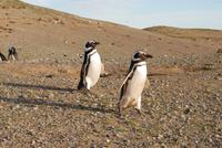 Magellan-Pinguine auf der Insel Magdalena