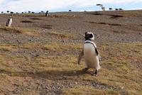 Magellan-Pinguine auf der Insel Magdalena