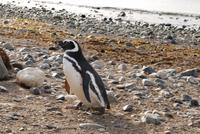 Magellan-Pinguin auf der Insel Magdalena