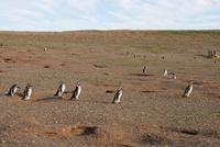 Magellan-Pinguine auf der Insel Magdalena