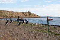 Magellan-Pinguine auf der Insel Magdalena