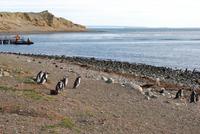 Magellan-Pinguine auf der Insel Magdalena