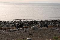 Magellan-Pinguine auf der Insel Magdalena