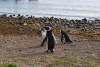 Magellan-Pinguine auf der Insel Magdalena