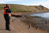 Magellan-Pinguine auf der Insel Magdalena